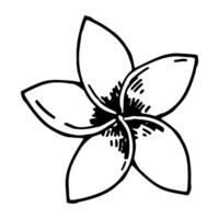 plumeria blomma ClipArt. tropisk blommig klotter skiss. hand dragen vektor botanik illustration. gravyr stil klotter isolerat på vit.