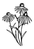 Sonnenhut Clip Art. Sommer- Wildblume skizzieren. Hand gezeichnet Vektor Botanik Illustration. Gravur Stil Gekritzel isoliert auf Weiß.
