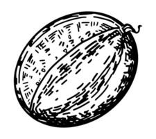 geschnitten Wassermelone skizzieren Clip Art. Süss frisch tropisch Obst Gekritzel isoliert auf Weiß. Hand gezeichnet Vektor Illustration im Gravur Stil.