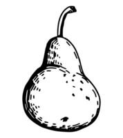 Birne Obst skizzieren Clip Art. reif Baum Obst Gekritzel isoliert auf Weiß. Hand gezeichnet Vektor Illustration im Gravur Stil.