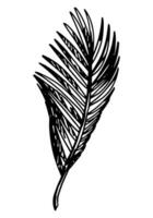 Palme Blatt Clip Art. tropisch Flora Gekritzel skizzieren. Hand gezeichnet Vektor Botanik Illustration. Gravur Stil Gekritzel isoliert auf Weiß.