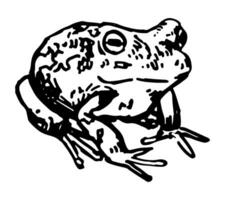 Frosch Amphibie Clip Kunst. Single Gekritzel von wild Tier isoliert auf Weiß. Hand gezeichnet Vektor Illustration im Gravur Stil.