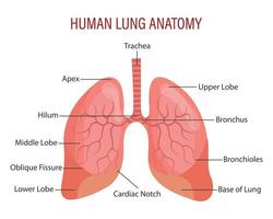 anatomi av de mänsklig lungorna. respiratorisk systemet. medicinsk infographic baner, illustration, vektor