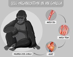 diagram som visar cellorganisation i en gorilla vektor