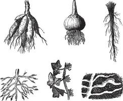 annorlunda stadier av dahlia rötter årgång gravyr vektor