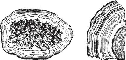 kvarts geode och agat årgång gravyr vektor