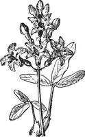 Sumpfbohne oder Ackerbohne oder menyanthes Trifoliata, Jahrgang Gravur vektor