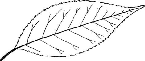 Gattung Ilex, l. Stechpalme Jahrgang Illustration. vektor