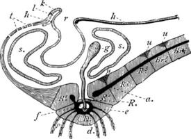 a. Rosazea Arm, Jahrgang Illustration vektor