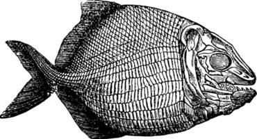 fisk fossil, årgång illustration. vektor