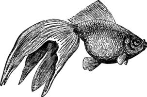 guld fisk, årgång illustration. vektor