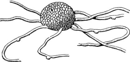 pulver- mögel sporokarp mycelium årgång illustration. vektor