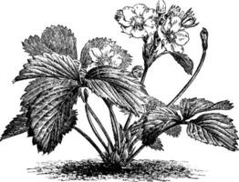 Kiefer Erdbeere Fragaria chilensis Grandiflora Jahrgang Illustration. vektor