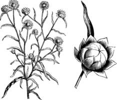 Gewohnheit und freistehend Blume Kopf von Ewigkeiten Helichrysum Brakteatum Aureum Jahrgang Illustration. vektor