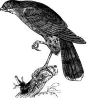 scharfkantig Falke oder Accipiter fuscus Vogel Jahrgang Illustration. vektor