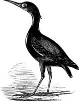 eurasisch Rohrdommel oder botaurus Stellaris, Vogel, Jahrgang Gravur. vektor