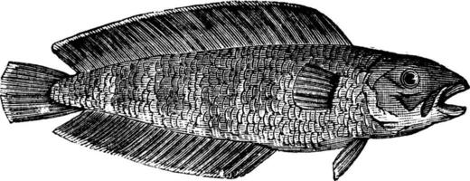cusk eller brosme brosme, marin, fisk, årgång gravyr. vektor
