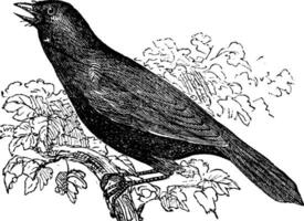 Riese Cowbird oder Molothrus Oryzivorus, Vogel, Jahrgang Gravur. vektor
