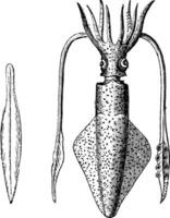 europeisk bläckfisk eller loligo vulgaris, bläckfisk, årgång gravyr. vektor