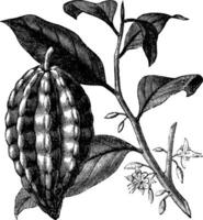Kakao Baum oder Theobrom Kakao, Blätter, Frucht, Jahrgang Gravur. vektor