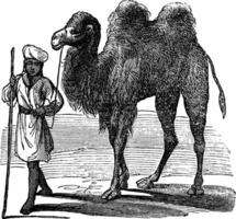Bactrian Kamel oder Kamelus Bactrianus Jahrgang Gravur vektor