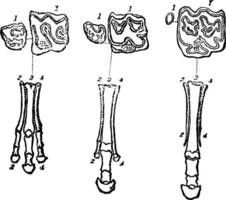 das Fossilien von Paläotherium Hipparion Pferd Jahrgang Gravur vektor