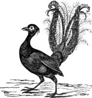 hervorragend Lyrebird oder Menü novaehollandiae Jahrgang Gravur vektor