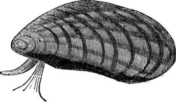 musslor mytilus edulis isolerat på vit, årgång gravyr vektor