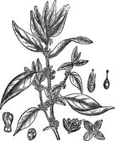 Lichwort oder Pellitory-of-the-Wall oder Parietaria officinalis, Jahrgang Gravur vektor
