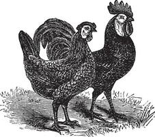 männlich und weiblich von weißgesichtig schwarz Spanisch Hähnchen Jahrgang Gravur vektor
