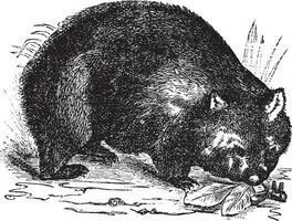 verbreitet Wombat oder vombatus ursinus Jahrgang Gravur vektor