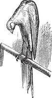 Belgier Kanarienvogel Jahrgang Gravur vektor