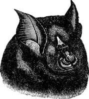 Kopf Schläger Rhinolophus, Jahrgang Gravur. vektor