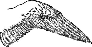 Flügel von Falke, Jahrgang Gravur. vektor