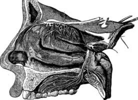 longitudinell sektion genom en näsborre, årgång gravyr. vektor