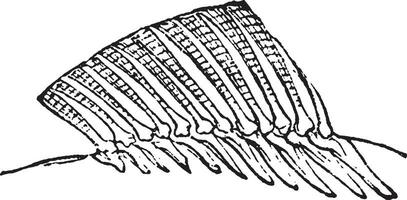 Sanft dorsal Flosse, Jahrgang Gravur. vektor