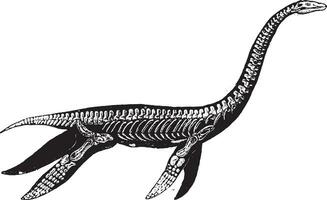 plesiosaur, årgång gravyr. vektor