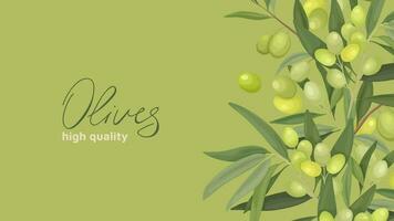 Vektor Illustration Netz Banner oder Rahmen mit Olive Geäst, Früchte, Flaschen von Olive Öl. zum drucken Design oder Werbung Banner, Verpackung Box oder Etikette von Oliven