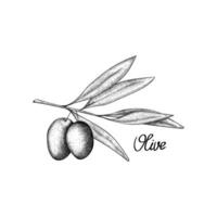 vektor illustration oliv gren med 2 frukt i de gravyr stil. design av oliv olja eller förpackning och märka för de flaska. hand dragen isolerat