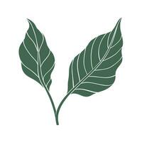 Chili Pfeffer Blätter Symbol. Farbe Silhouette von Grün Blatt vektor
