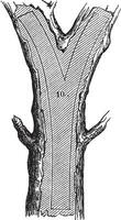 på vilket sätt en träd är tillverkad in i virke - gaffel, årgång gravyr vektor