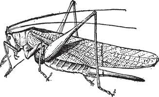 Heuschrecke Jahrgang Gravur vektor