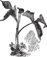 Arisaema Triphyllum Jahrgang Illustration. vektor