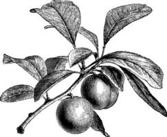 Früchte tragen Ast von Grün Messgerät Pflaume Jahrgang Illustration. vektor