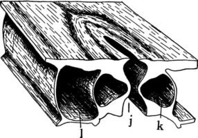 Stoma Jahrgang Illustration. vektor