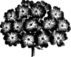 blommor av de abronia umbellata växt årgång illustration. vektor