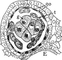 Mikrospore Staubbeutel Lappen Jahrgang Illustration. vektor