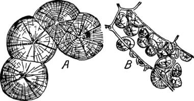 sfäriska kristaller årgång illustration. vektor