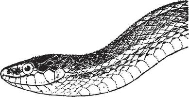 Strumpfband Schlange, Jahrgang Illustration. vektor