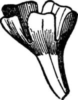 infundibuliformis Jahrgang Illustration. vektor